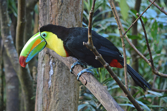 Keel billed toucan