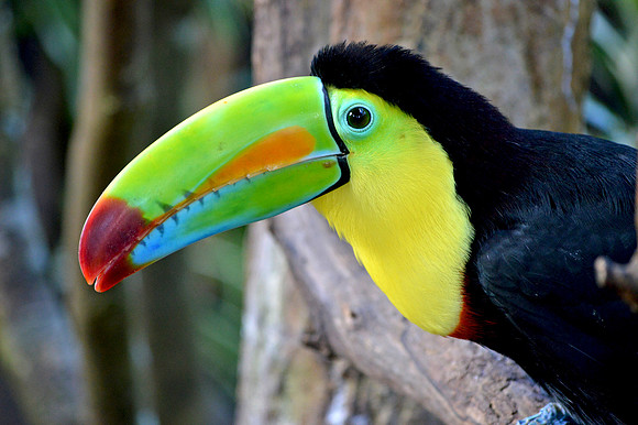 Keel billed toucan