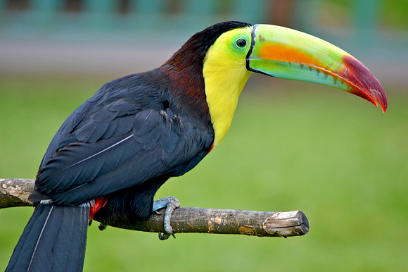 Keel billed toucan