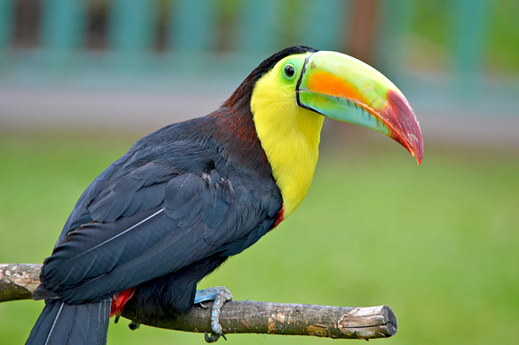 Keel billed toucan