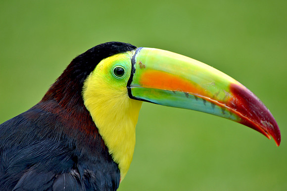 Keel billed toucan