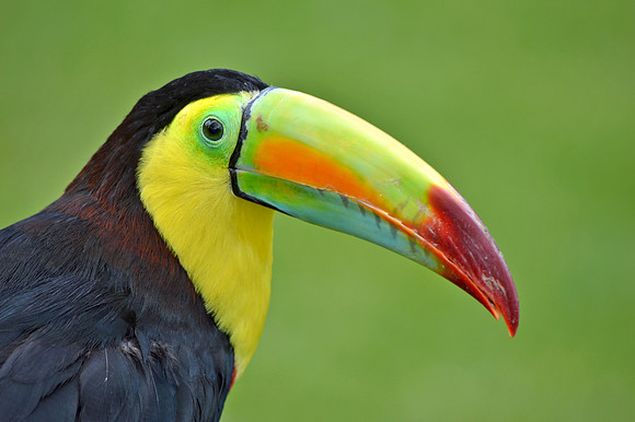 Keel billed toucan