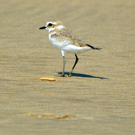 Kentish plover