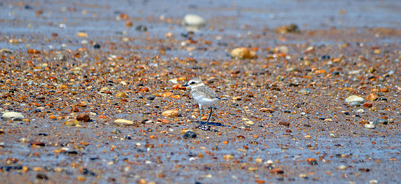 Kentish plover