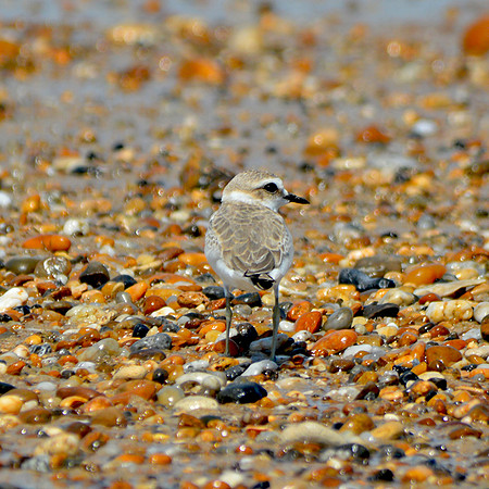 Kentish plover