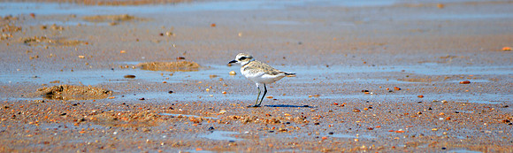 Kentish plover