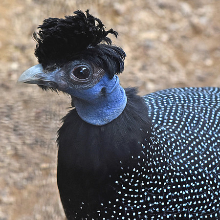 Kenya crested guineafowl