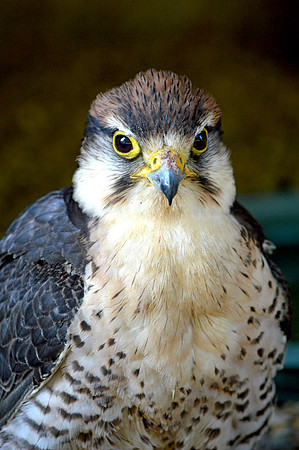 Kestrel