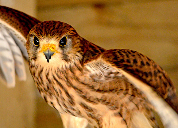 Kestrel