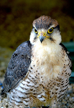 Kestrel