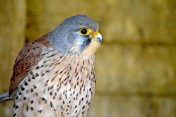 Kestrel