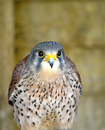 Kestrel