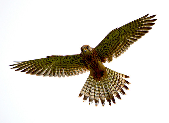 female Kestrel