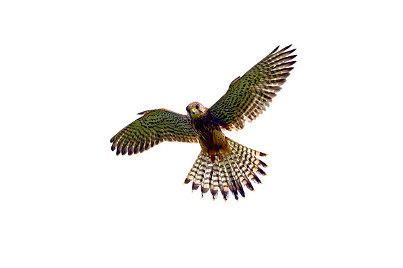 female Kestrel