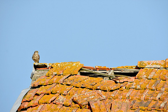 Kestrel