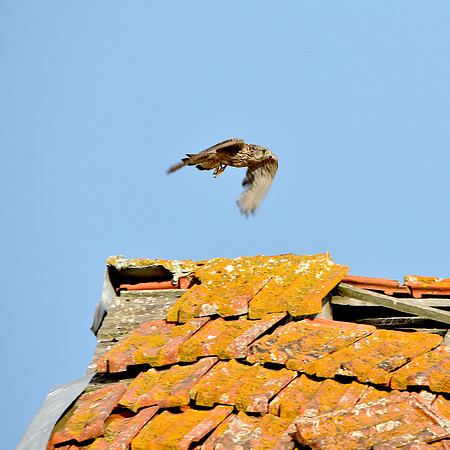 Kestrel