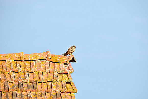 Kestrel