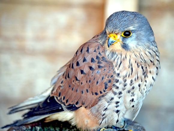 Kestrel
