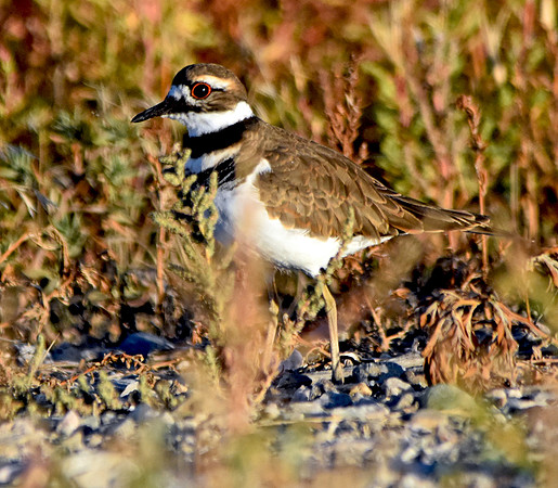 Killdeer