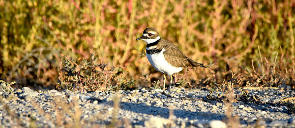 Killdeer
