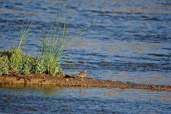 Killdeer