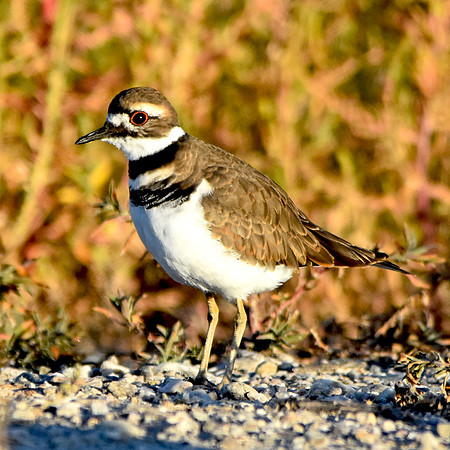 Killdeer