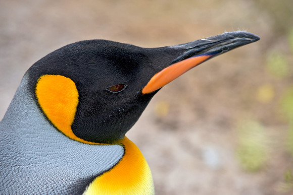 King penguin