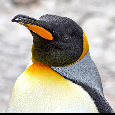 King penguin