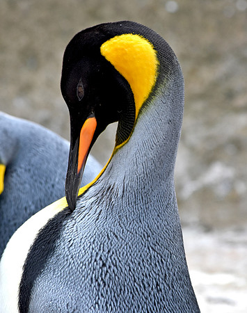 King penguin