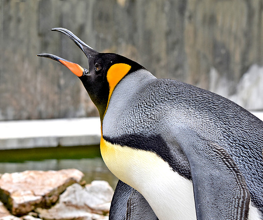 King penguin