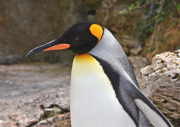 King penguin