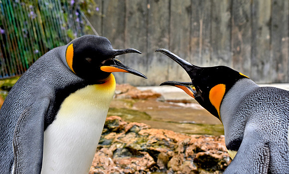 King penguin