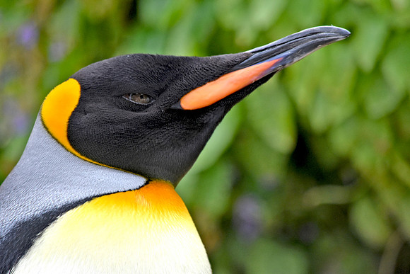 King penguin