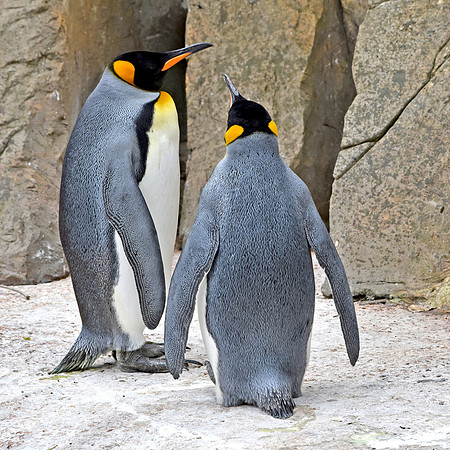 King penguin