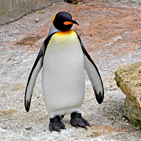 King penguin