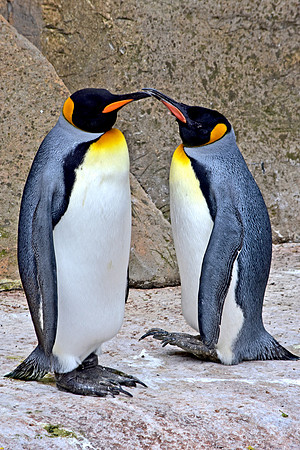 King penguin