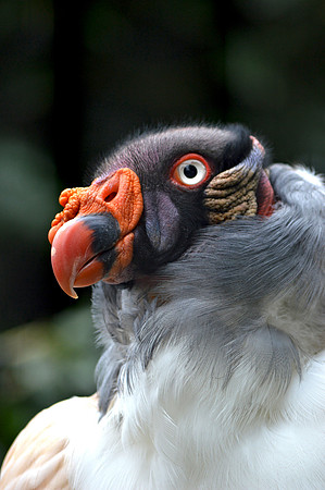 King vulture
