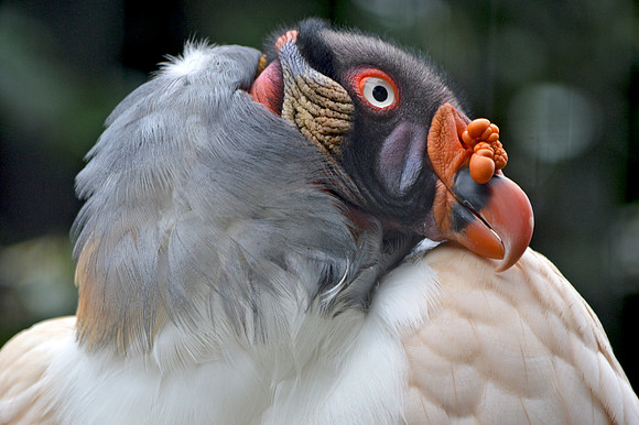 King vulture