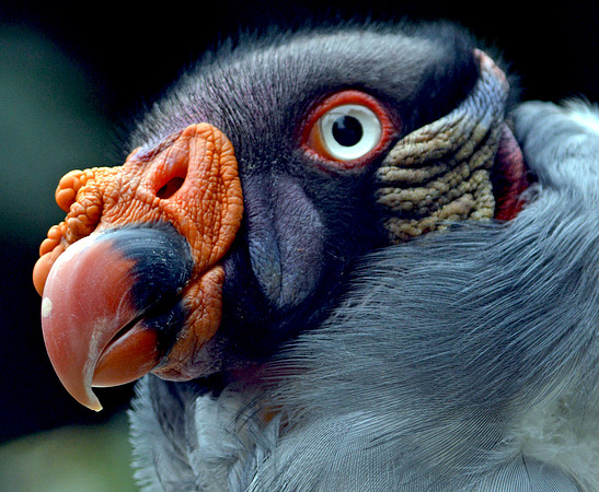 King vulture