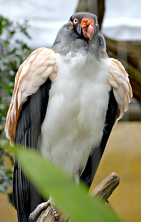 King vulture