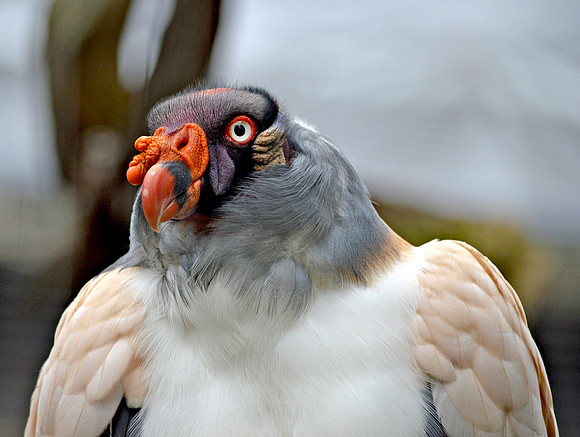 King vulture