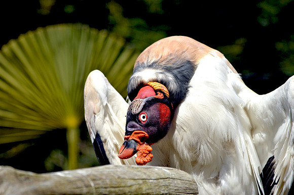 King vulture