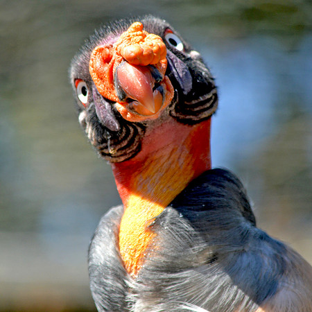 King vulture