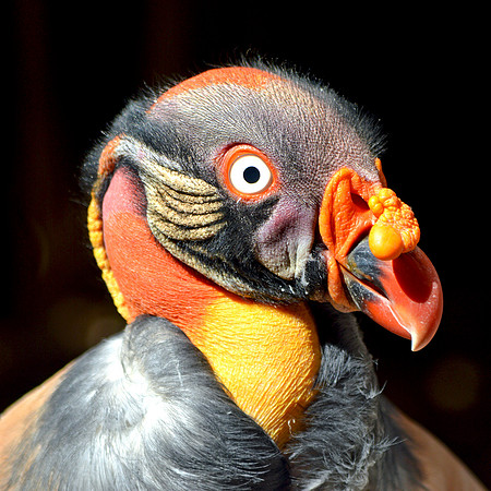 King vulture