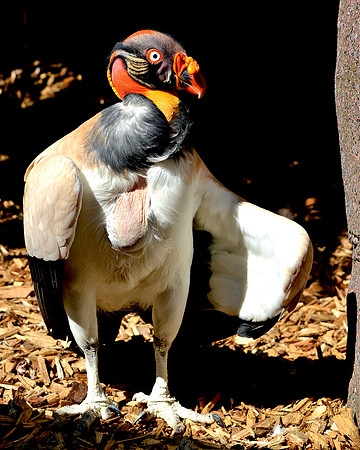 King vulture