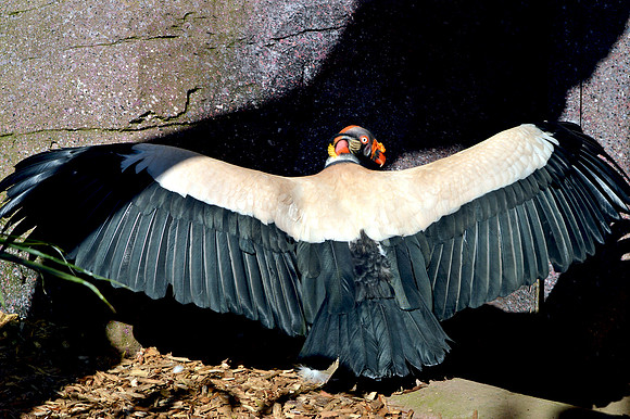 King vulture