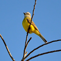 Kingbird