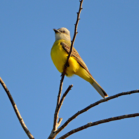 Kingbird