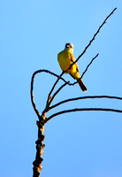 Kingbird