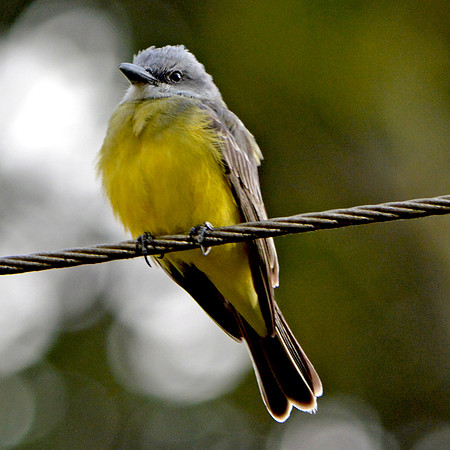 Kingbird
